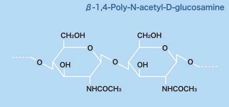 β-1,4-poly-N-acetyl-D-glucosamine
